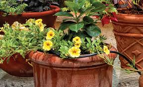The photo below was taken about a month after i. Summer Plants For Pots The Home Depot