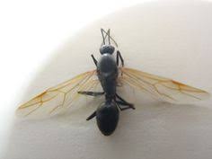 Dust material application in many situations the use a dust material. 7 Best Carpenter Ants Ideas Carpenter Ant Ants Western Washington