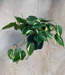 You'll find a free and updated demo installation of silverstripe here. Philodendron Silver Stripe Rare Blue Hills Nursery Facebook