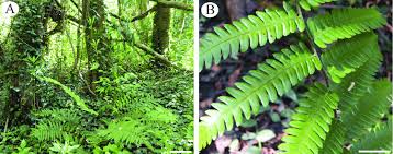 Image result for Ctenitis