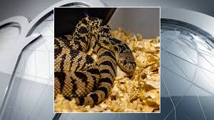 Maybe you would like to learn more about one of these? Fort Worth Zoo Helps Release Endangered Snakes In Louisiana Nbc Dallas 39 World Today News
