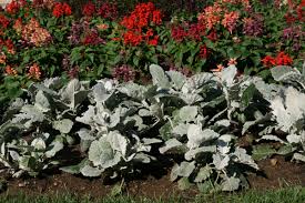 Image result for Cineraria deltoidea