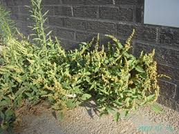 Image result for Amaranthus deflexus