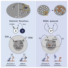 Descarga gratuita lok lok aplicación apk; . Mutations In The Transcription Factor Foxo1 Mimic Positive Selection Signals To Promote Germinal Center B Cell Expansion And Lymphomagenesis Sciencedirect