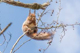 Latvijā — latvijas satversmes sapulces sasaukšanas diena ( konstitūcijas diena ). Maijs Latvija Bijis Aukstakais Saja Gadsimta Irliepaja