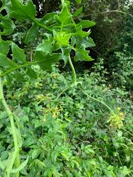 Image result for Solanecio mannii