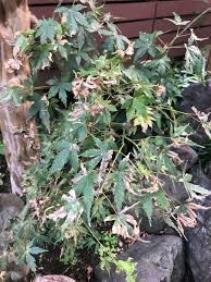 毎年紅葉の葉先が枯れてしまい 綺麗に紅葉しません 半日陰の 園芸相談q A みんなの趣味の園芸