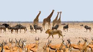 Wildlife Video Animals Video Best Animals Compilation 2021 Forest Animals Video Wild Animals Youtube