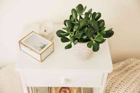 Check spelling or type a new query. Good And Bad Feng Shui Plants