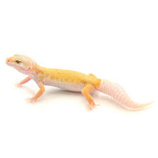 Albino Leucistic Leopard Gecko Eublepharis Macularius Juvenile Leopard Gecko Gecko 20 Gallon Long Aquarium