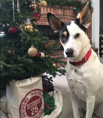 Check out our beach christmas decorations and our tropical christmas decorations and bring the tropics to your christmas tree! Nzymes Christmas Stories And Pics Nzymes Com