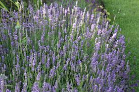 Currently we have two locations in ottawa: Edible Flowers Kathy Brown S Garden