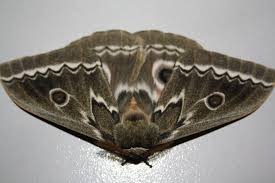 Image result for Vernonia centaureoides