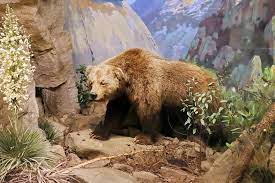 We can be a great team with or without him, point. California Grizzly Bear Wikipedia