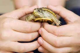 Most aquatic and land turtles and tortoises live around 40 years, but there are certain species that will live even longer than that, sea turtles usually live about 70 years. How Long Do Pet Turtles Live Howchimp