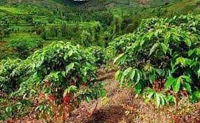 The coffee board of kenya postal address is p.o. Kenya Coffee To Be Sold In Singapore At Virtual Mart Allafrica Com