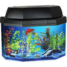 Lighting Is So Vibrant Betta Fish Tank Aquarium Kit Aquarium