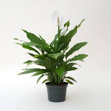 Peace lilies are one of the most popular houseplants and have been so for years and years now. Order Peace Lily Plants Online At Rs 799