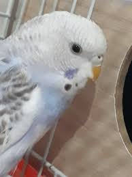 Erkek Kus Disi Kusumdan Kaciyor Acil Yardim Lutfen