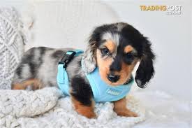 Duarte is a very special little boy! Mini Dachshund Puppies Long Haired Pure Bred Silver Dapple