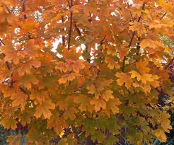 Sugar maple seedling is a deciduous tree that is grown for its syrup, hard lumber, and beautiful colors to stand some botanists even classify bigtooth maple as a subspecies of the sugar maple. Chase S Plant Of The Week Bigtooth Maples Covingtons