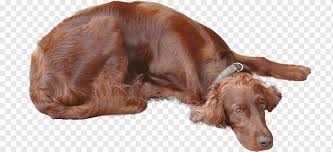 We did not find results for: Irish Setter Sussex Spaniel English Setter Irish Red And White Setter Boykin Spaniel Nova Scotia Duck Tolling Retriever Carnivoran Dog Like Mammal Dog Breed Png Pngwing