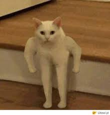 Buff Half Cat Meme Template Funny Animal Memes Animal Jokes Funny Animal Jokes