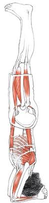 It speeds up the blood circulation and best benefits of sirsasana. Rethinking Headstand Musicians Health Collective