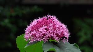 Image result for x Ruttyruspolia 'Phyllis van Heerden'