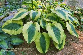 De Botterhutte Goodness Gracious Garten Hosta Garten Steinbrunnen Garten