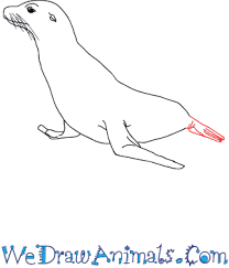 How To Draw A Realistic Seal A wide variety of cute seal pictures options are available to you, such as subjects, material, and style. how to draw a realistic seal