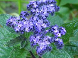 Image result for Heliotropium ciliatum