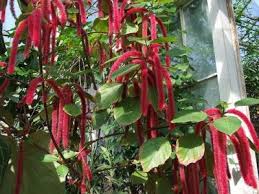 Image result for Acalypha bipartita