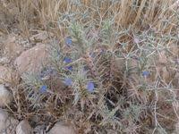 Image result for Blepharis