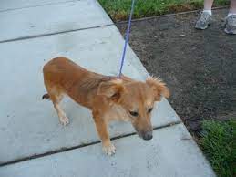 Our rescue has only one goal rescuing animals and uniting every. New Beginnings For Merced County Animals Merced County Events