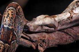 Resultado de imagem para Jibóia.