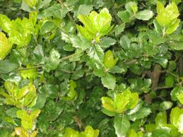 Maybe you would like to learn more about one of these? Quercus Agrifolia Wikipedia