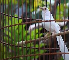 About press copyright contact us creators advertise developers terms privacy policy & safety how youtube works test new features press copyright contact us creators. Tips Sukses Usaha Ternak Murai Batu Albino