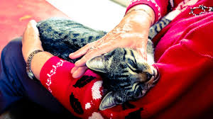 We did not find results for: Pets For Life Wenatchee Valley Humane Society