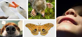 While it's difficult to come up with one agreed ranking of animals based on their sense of smell, many scientists seem to agree that elephants, and the african elephants, in particular, have the sharpest sense of smell in the animal kingdom. Humans Have A Poor Sense Of Smell It S Just A Myth The New York Times