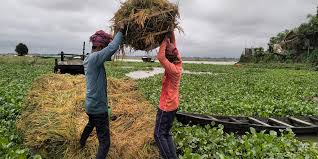 হবিগঞ্জে চতুর্মুখী সংকটে দিশেহারা কৃষক! । খবরের কাগজ