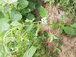 Image result for Crassocephalum rubens