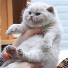 Unlimited Doge And Cat Supply Adli Kullanicinin Cute Cats Panosundaki Pin 2020 Cute Kittens Kedi Sevimli Kediler