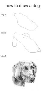 How To Draw A Dog Drawings Funny Dog Pictures Funny Pictures