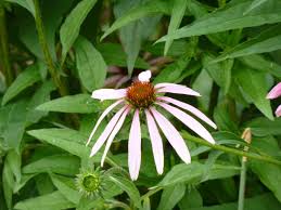 Dette resulterer i frø modning etter den gule, hvite, rust, rosa eller lavendel kronblad slippe unna. Pale Purple Coneflower Hgtv