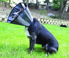 Ask a professional dog vet anytime. 2017 Best Dog Cone Alternatives Whole Dog Journal