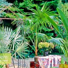Image result for Coccothrinax argentea