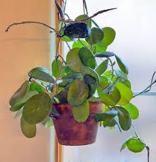 Image result for hoya plant flower