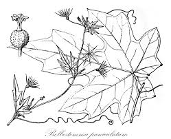 Image result for Bambekea racemosa