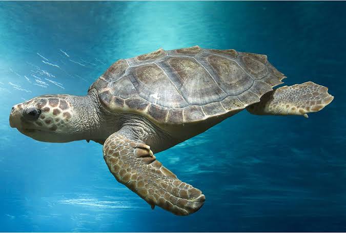 Loggerhead Head Close-up